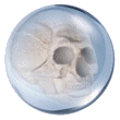 ballOptyxSkullSM.gif - 8000 Bytes